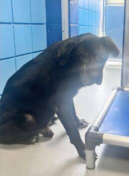 Labrador Retriever Dogs Available for Adoption in Hartsville, South Carolina - Silas | PetCurious