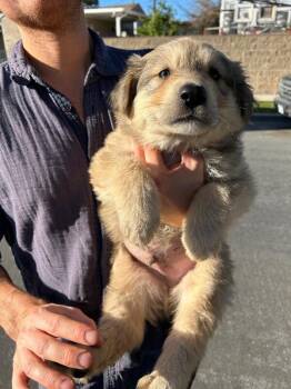 Golden Retriever and Great Pyrenees Dogs Available for Adoption - Cupid | PetCurious
