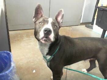 JOKER -  Mixed Breed Dog for Adoption in Dallas, Texas - JOKER | PetCurious