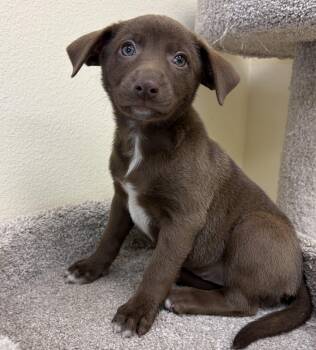 Labrador Retriever Dogs Available for Adoption in Kerrville, Texas - Lindy | PetCurious