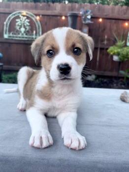 Australian Cattle Dog Blue Heeler Dogs Available for Adoption in Newport, Kentucky - Dunkel | PetCurious