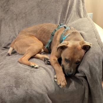 Donatello -  Mixed Breed Dog for Adoption in Gainesville, Florida - Donatello | PetCurious