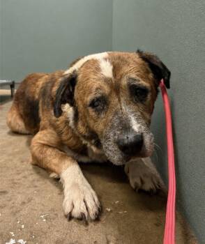 Dottie Pop-Sweet Senior Looking for Safe Haven -  Mixed Breed Dog for Adoption in Conway, South Carolina - Dottie Pop-Sweet Senior Looking For Safe Haven | PetCurious