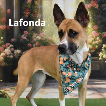Rescue Mixed Breed Dogs for Adoption in Yuma, Arizona - Lafonda | PetCurious