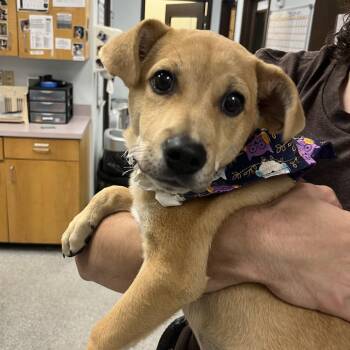 Dino -  Mixed Breed Dog for Adoption in Durango, Colorado - Dino | PetCurious