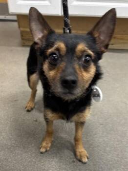 Fox Terrier and Chihuahua Dogs Available for Adoption - ASHLEY | PetCurious
