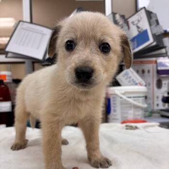 Polar -  Terrier Dog for Adoption in Birmingham, Alabama - Polar | PetCurious