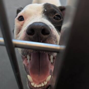 Mosquito -  Mixed Breed Dog for Adoption in Pittsburgh, Pennsylvania - Mosquito | PetCurious