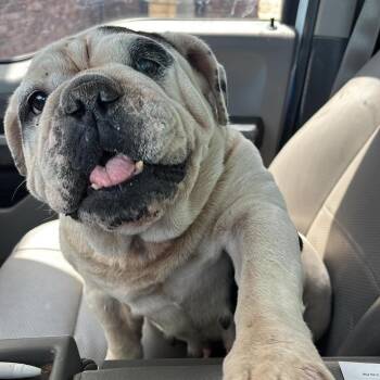 837 (2026) Lola -  American Bulldog Dog for Adoption in Parker, Colorado - 837 (2026) Lola | PetCurious