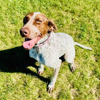 Elsie -  German Shorthaired Pointer Dog for Adoption in Alexandria, Minnesota - Elsie | PetCurious
