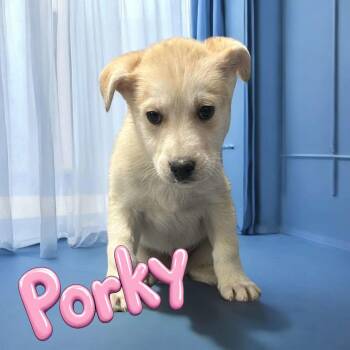 Husky Dogs Available for Adoption - Porky Pig | PetCurious