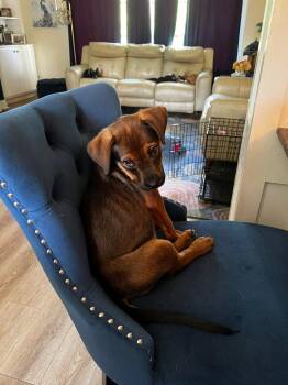 Brownie -  Belgian Shepherd Malinois and Rottweiler Dog for Adoption in New Bern, North Carolina - Brownie | PetCurious