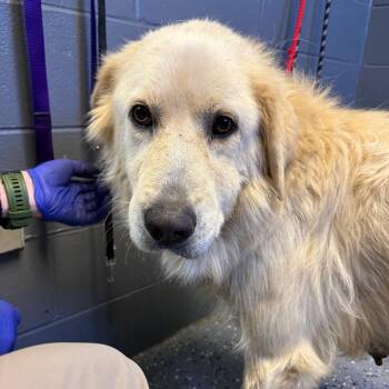 TUSC-Stray-85350_2 -  Great Pyrenees Dog for Adoption in Tuscaloosa, Alabama - TUSC-Stray-85350_2 | PetCurious