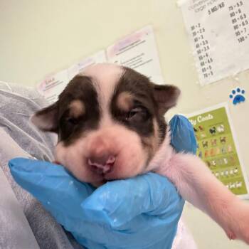 Lenny -  Mixed Breed Dog for Adoption in Charleston, West Virginia - Lenny | PetCurious