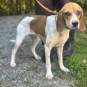 Baylee -  Beagle Dog for Adoption in Meherrin, Virginia - Baylee | PetCurious