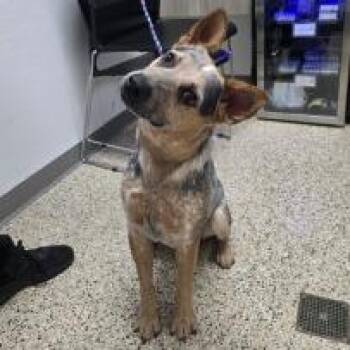 Marty -  Australian Cattle Dog Blue Heeler and Mixed Breed Dog for Adoption in Bullhead City, Arizona - Marty | PetCurious