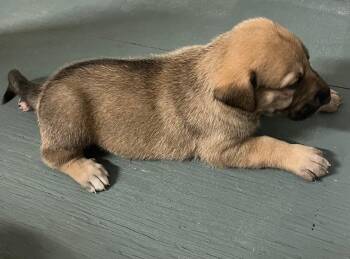 Rescue Great Dane and German Shepherd Dog Dogs for Adoption in Houston, Texas - Sadie