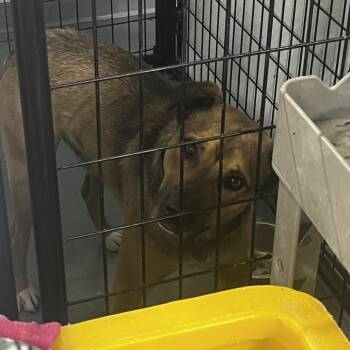 Checkmate -  German Shepherd Dog and Mixed Breed Dog for Adoption in St. Louis, Missouri - Checkmate | PetCurious