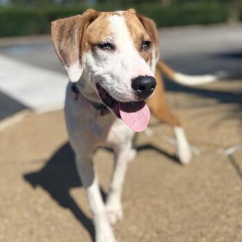 Georgie -  Hound and Mixed Breed Dog for Adoption in Chesapeake, Virginia - Georgie | PetCurious
