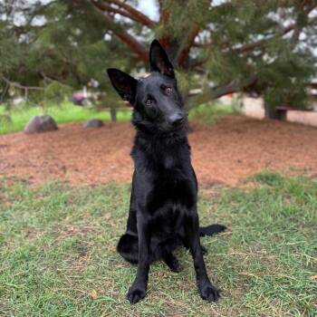 Novalia -  German Shepherd Dog Dog for Adoption in Fargo, North Dakota - Novalia | PetCurious