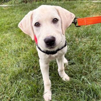Calypso -  Mixed Breed Dog for Adoption in Skokie, Illinois - Calypso | PetCurious