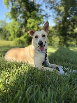 Summer-Transport -  Labrador Retriever Dog for Adoption in Gradyville, Kentucky - Summer-Transport | PetCurious