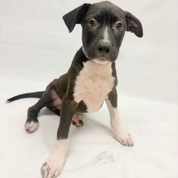 704 (2026) Loki -  Pit Bull Terrier and Mixed Breed Dog for Adoption in Parker, Colorado - 704 (2026) Loki | PetCurious