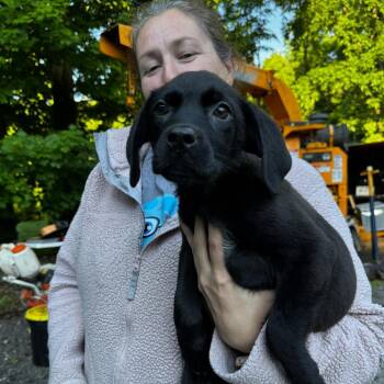 NY Oatmeal Cream Pie Avail Jun 13 (Choice Pet Carmel) -  Australian Shepherd and Labrador Retriever Dog for Adoption in Stormville, New York - NY Oatmeal Cream Pie Avail Jun 13 (Choice Pet Carmel) | PetCurious