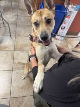 Rescue Mixed Breed Dogs for Adoption in Cincinnati, Ohio - Ito | PetCurious