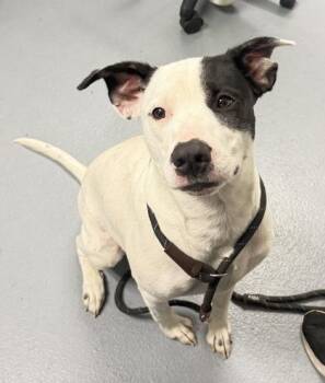 Girly Pop -1 -  Pit Bull Terrier and Mixed Breed Dog for Adoption in Daytona Beach, Florida - Girly Pop -1 | PetCurious