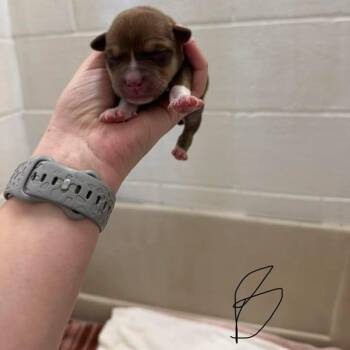 Boxer and Mixed Breed Dogs Available for Adoption - L Pup 2 | PetCurious