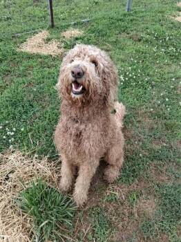 Leo -  Goldendoodle Dog for Adoption in Hopkinton, Massachusetts - Leo | PetCurious