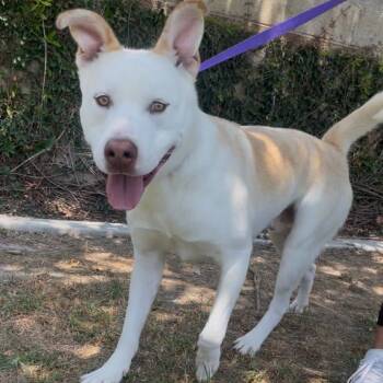 Rescue Husky and Mixed Breed Dogs for Adoption in Riverside, California - Ollie | PetCurious