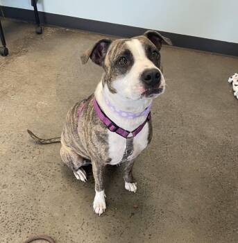 Zena -  Mixed Breed Dog for Adoption in Mishawaka, Indiana - Zena | PetCurious