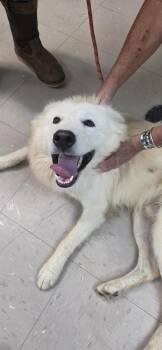 Snowball -  Husky and Mixed Breed Dog for Adoption in Burnsville, North Carolina - Snowball | PetCurious