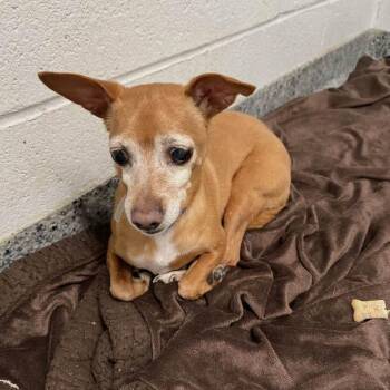 Mixed Breed Dogs Available for Adoption in Jeffersonville, Indiana - Woody | PetCurious