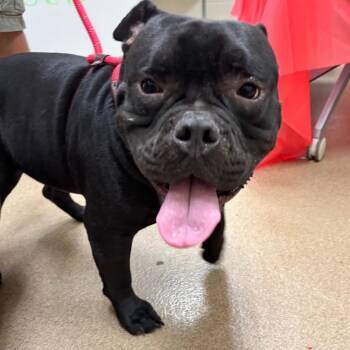 Vader -  American Bully Dog Available for Adoption in Corpus Christi, Texas - Vader | PetCurious