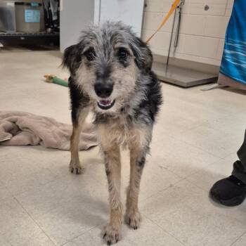 Mixed Breed and Wirehaired Terrier Dogs Available for Adoption in Lake Panasoffkee, Florida - Hansel | PetCurious