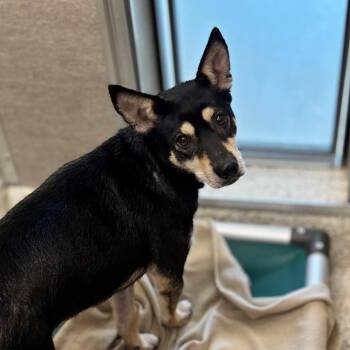 Harley -  Shepherd and Mixed Breed Dog for Adoption in Nashville, Indiana - Harley | PetCurious
