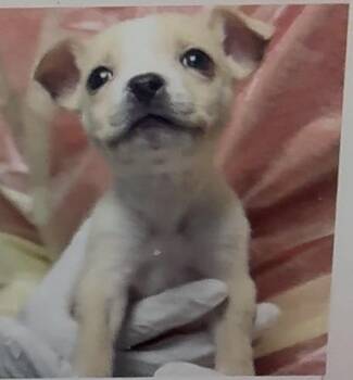 Gingersnap -  Terrier Dog for Adoption in Copiague, New York - Gingersnap | PetCurious