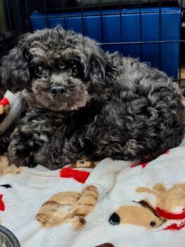 Fleur -  Poodle and Terrier Dog for Adoption in Ellijay, Georgia - Fleur | PetCurious