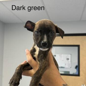 Tripp -  Pit Bull Terrier Dog for Adoption in Watertown, New York - Tripp | PetCurious