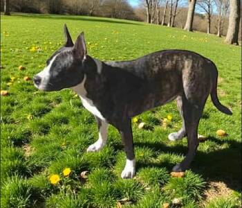 Rescue American Staffordshire Terrier Dogs for Adoption in Eloise, Florida - Brandie | PetCurious