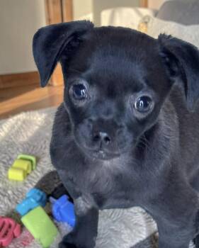 Churro -  Chihuahua and Pug Dog for Adoption in Ephrata, Washington - Churro | PetCurious