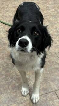 Goose -  Border Collie Dog for Adoption in Littleton, Colorado - Goose | PetCurious