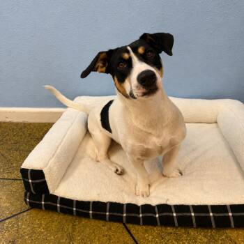 Pixie -  Dachshund and Terrier Dog for Adoption in Fresno, California - Pixie | PetCurious