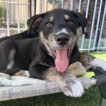 Kitty -  Mixed Breed Dog for Adoption in Burbank, California - Kitty | PetCurious