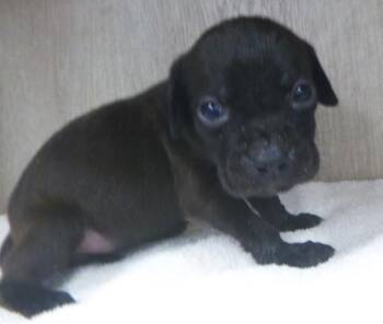 Butter -  Labrador Retriever Dog for Adoption in Lafayette, Louisiana - Butter | PetCurious