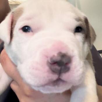 Pit Bull Terrier Dogs Available for Adoption in Parker, Colorado - 194D (2026) Iggy | PetCurious