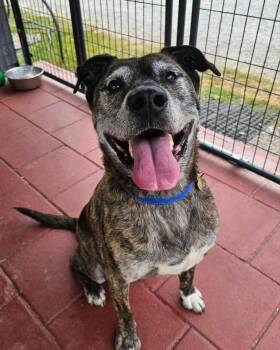 Fabian -  Mixed Breed Dog for Adoption in Battle Ground, Washington - Fabian | PetCurious